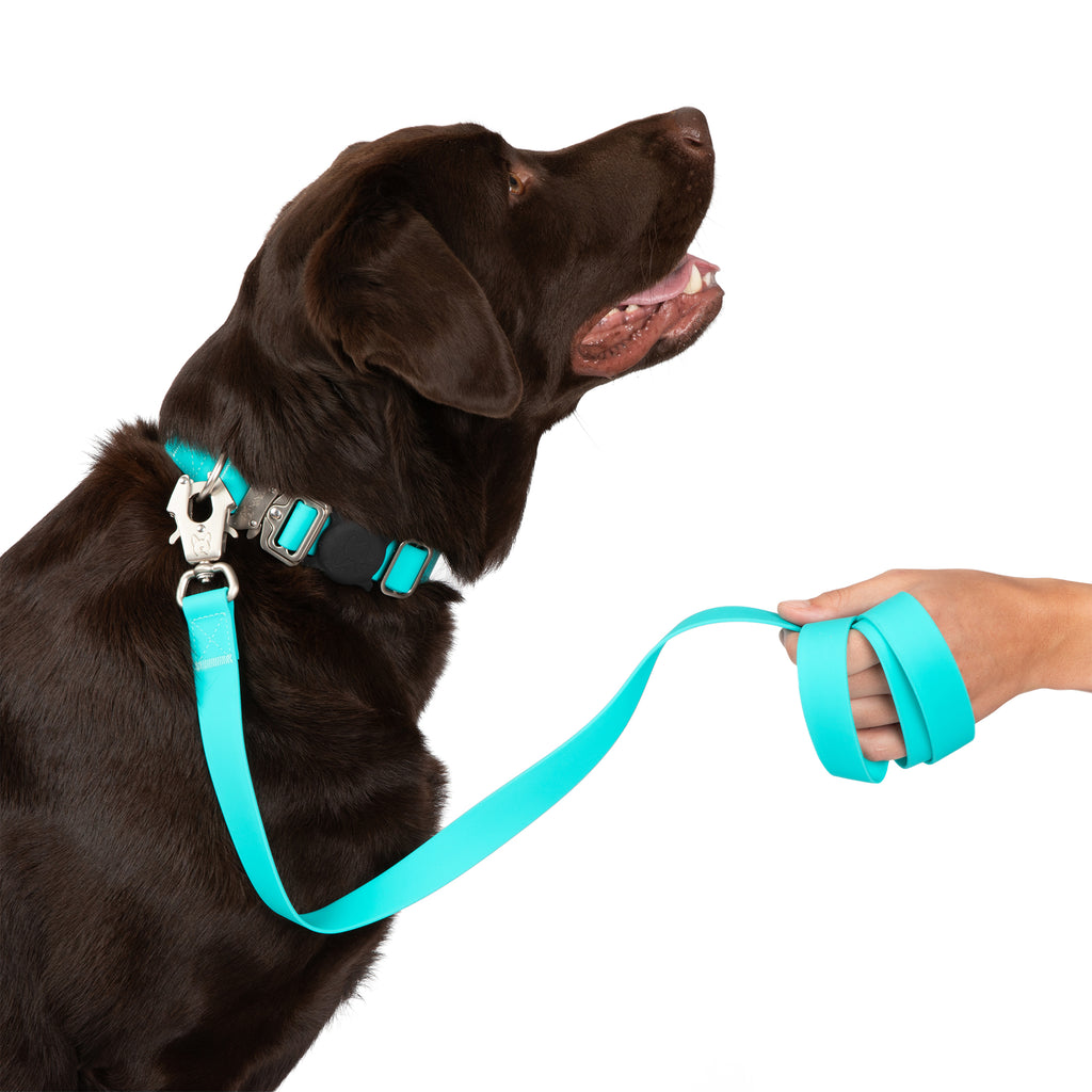 cachorro labrador depois de colocar a coleira Nandog