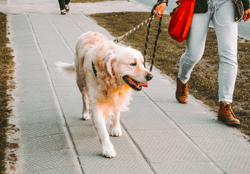 como colocar peitoral no cachorro