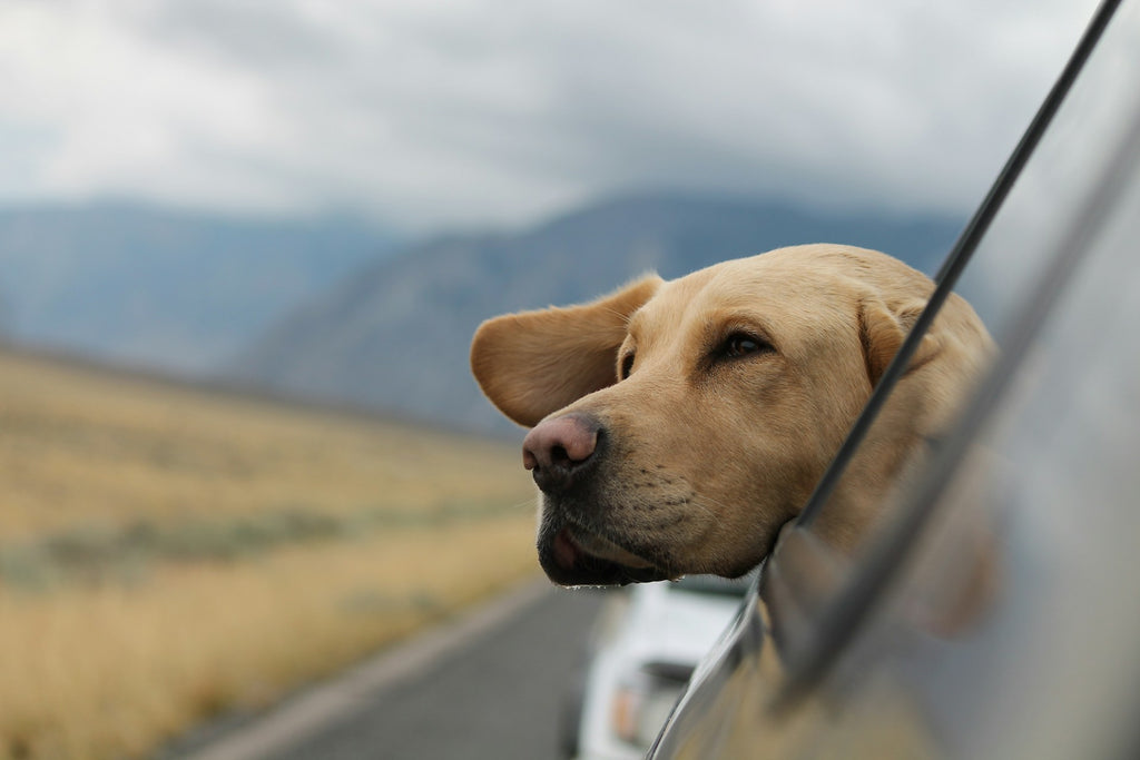 como viajar de carro com cachorro